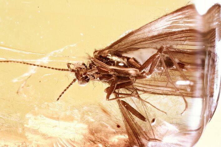 Detailed Fossil Caddisfly (Trichoptera) In Baltic Amber #381593
